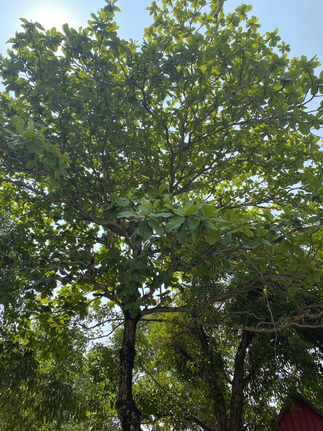 หูกวาง